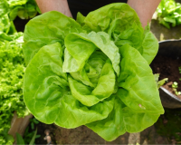 Nunca mais vai faltar salada na sua casa: veja como plantar alface do jeito mais simples possível
