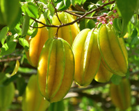 Coma essa fruta e veja o que acontece com o açúcar no seu sangue