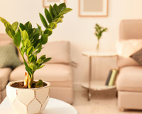 Para começar o ano com o pé direito e a casa decorada: 7 plantas ornamentais para atrair a sorte