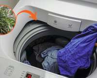 Por que as pessoas estão colocando alecrim na máquina de lavar? Truque inusitado pode trazer benefícios para as suas roupas