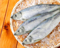 Antigamente, era visto com desdém como um peixe de pobre e não era consumido pela classe alta. No entanto, é uma das melhores fontes de alimento