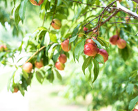De quem é o fruto da árvore frutífera na rua? Muitas pessoas erram nessa resposta