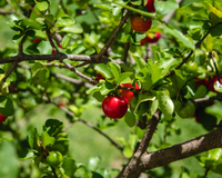A árvore que produz um dos frutos mais ricos em vitamina C do mundo pode ser cultivada em vaso: TudoGostoso ensina como colher acerolas em casa