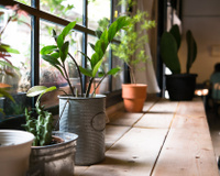 Como fazer mini-hortas de ervas utilizando latas