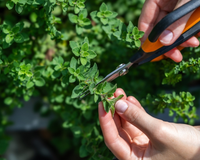 A planta aromática que ajuda o intestino a funcionar corretamente e mata germes