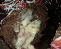 Bolo cavado guloseima