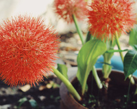 Essa flor é quase uma joia: ela traz perfume e cor para a sua casa de um jeito que você nunca viu