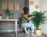 Procurando uma planta grande para decorar a sua casa? Conheça essas 6 espécies fáceis de manter