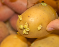 É possível comer batatas com brotos ou elas devem ser descartadas? Um especialista explica