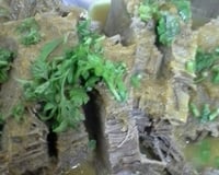 Lagarto ao molho de laranja