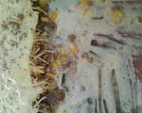 Fricassê de carne moída