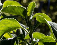 A planta amarga de casa de vó que faz bem para a saúde digestiva e é fácil de cultivar