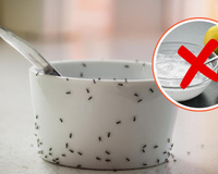 Livre-se das formigas na sua cozinha sem limão ou bicarbonato de sódio: uma solução natural eficaz