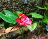 5 ingredientes de cozinha que uso como adubo caseiro para fazer o antúrio crescer e florescer