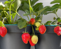 Adeus açúcar alto: a fruta que pode ser plantada no seu apartamento e ajuda a baixar a glicemia