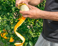 Casca de laranja no jardim: um truque simples contra "visitantes" indesejados