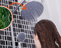 Veja por que você deve colocar folhas de eucalipto no seu chuveiro