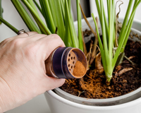 Pouca gente sabe: a canela em pó ajuda no crescimento de plantas e frutas