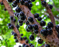 Sua jabuticabeira vai crescer ainda mais rápido com esses cuidados simples que aprendi com um especialista