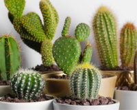 Nem cacto, nem jiboia: essa é a planta que mais traz azar para a sua casa