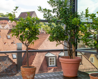 A árvore que dá frutos o ano todo e pode ser cultivada em vaso em ambientes internos ou varandas