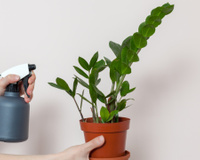 5 dicas para ter uma zamioculca saudável e bonita (poucas pessoas sabem da última)