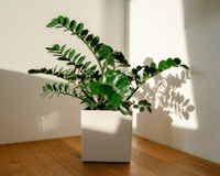 Para ter zamioculcas lindas, é preciso saber regar do jeito certo, e aqui está o truque japonês para isso!