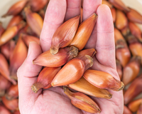 Se você tem pinhão, você tem um tesouro: o ingrediente junino que ajuda quem tem diabetes, pressão alta e imunidade baixa
