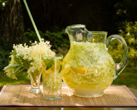 Sabugueiro: saiba mais sobre essa planta rica em benefícios