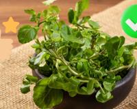 Qual é a melhor forma de comer agrião para preservar os seus benefícios?