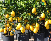 O segredo para ter limões o ano todo: como cultivar um limoeiro em vaso que nunca para de dar frutos