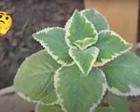 Planta confundida com boldo combate enxaqueca, ansiedade, tosse, rouquidão e inflamações na boca: só precisa ter um galho pra fazer uma muda