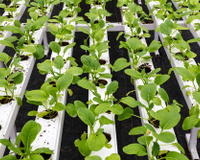 Iniciativa verde: estufa de alimentos no telhado de supermercados