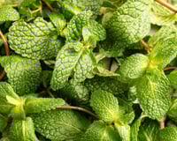 Pouca gente sabe, mas a hortelã pode contribuir para a saúde dos rins de forma natural