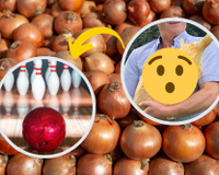 Esta cebola pesa mais que uma bola de boliche: descubra como e onde o vegetal gigante foi cultivado