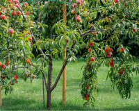 As 4 melhores opções de árvores frutíferas para plantar no jardim ou no quintal de casa com muita facilidade
