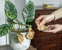 O que não fazer com as plantas no calor extremo: "É como se você desse uma feijoada para alguém que tá passando muito mal com insolação"