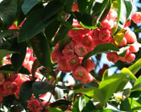 O fruto asiático que perfuma os quintais e decora o chão com suas flores: combate o envelhecimento precoce e é rico antioxidantes