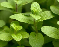 Hortelã e a menta: descubra como diferenciar as duas plantas