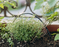 A erva comum nas cozinhas que combate inflamações e fortalece a imunidade