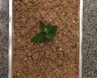 Quibe assado - libanês