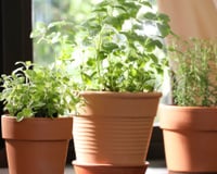 Três plantas que afastam as baratas da sua casa e que você encontra em qualquer mercado