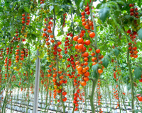 Chega de amarrar tomates em estacas: a técnica simples que economiza espaço e esforço