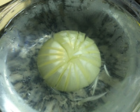 Blooming onion (cebola tipo outback)