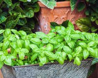 É assim que eu sempre tenho manjericão fresco em casa: truques simples que faz a planta crescer muito