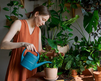 Ouro verde para suas plantas: o fertilizante líquido feito com um único ingrediente que você tem em casa e pronto em 10 minutos