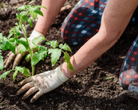5 dicas para os iniciantes em jardinagem que eu gostaria que tivessem me avisado antes