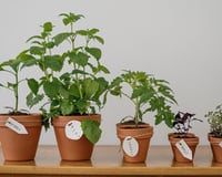 Como podar corretamente os tomates para obter o máximo de frutos: faça isso agora