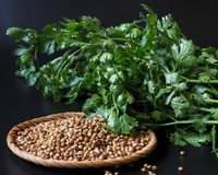 Podemos cultivar facilmente essa planta aromática em vaso e ela se mantém fresca e verde durante todo o ano: veja como plantar e colher essa folha maravilhosa para adicionar às suas receitas