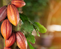 Cacau: 3 pratos deliciosos com cacau para se aventurar na cozinha!